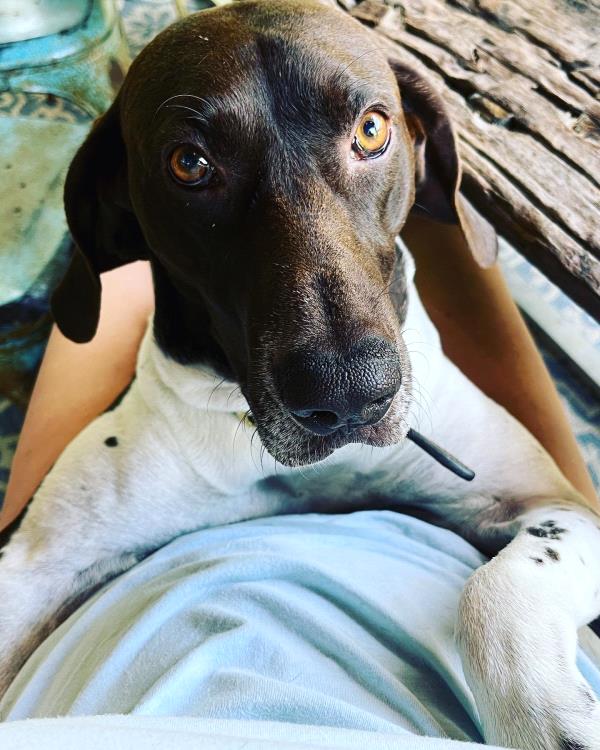 /Images/uploads/Southeast German Shorthaired Pointer Rescue/segspcalendarcontest/entries/31147thumb.jpg